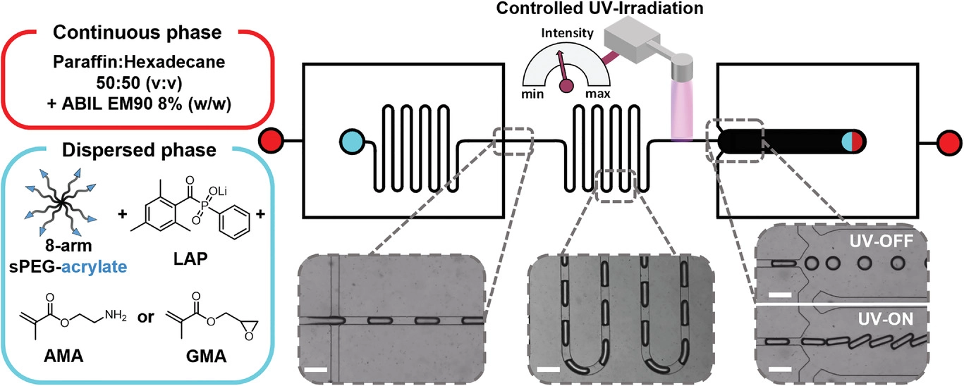 Functionalized Microgel Rods Interlinked into Soft Macroporous Structures for 3D Cell Culture