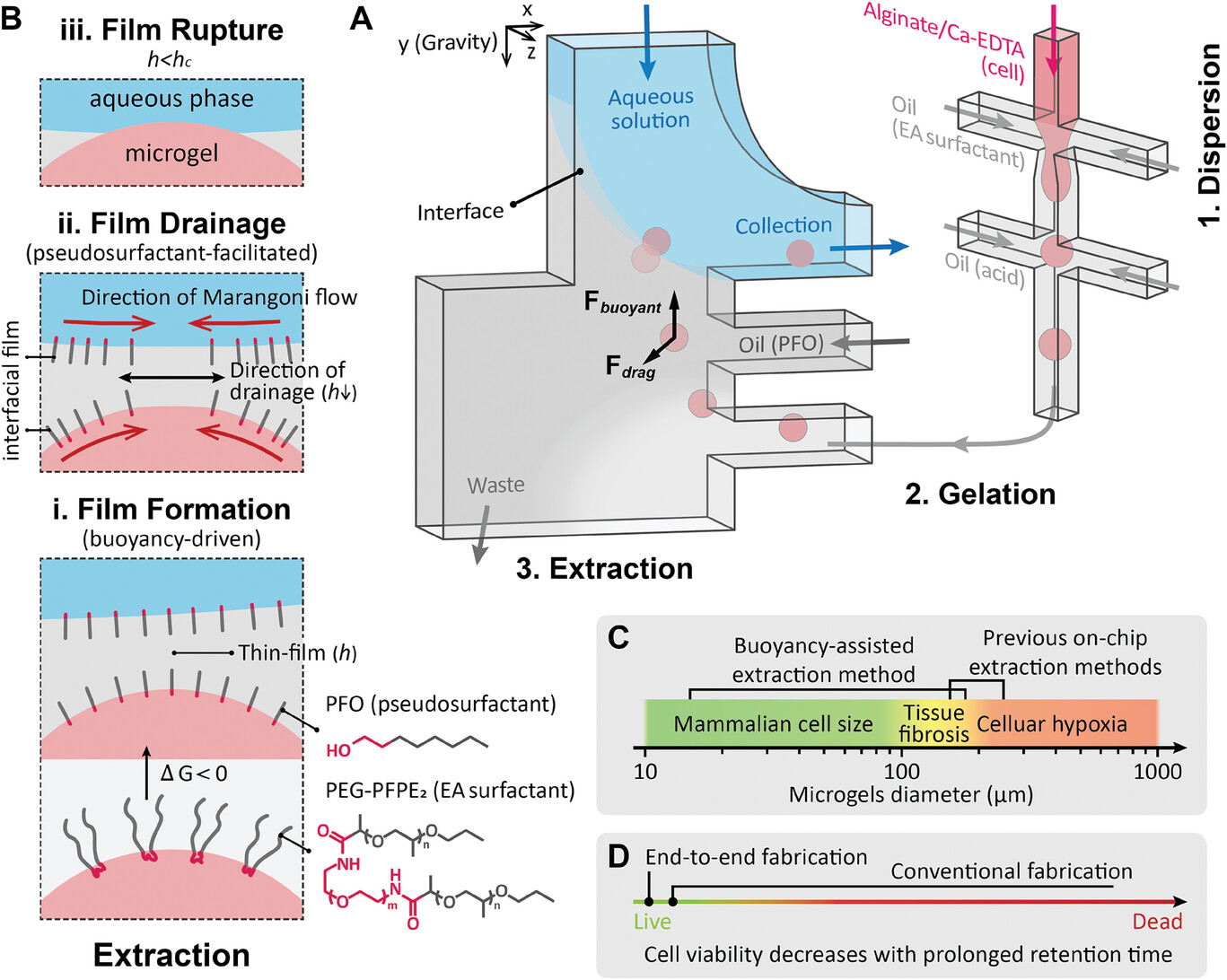 Gravity-Oriented Microfluidic Device for Biocompatible End-to-End Fabrication of Cell-Laden Microgels