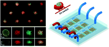 Heterotypic 3D tumor culture in a reusable platform using pneumatic microfluidics