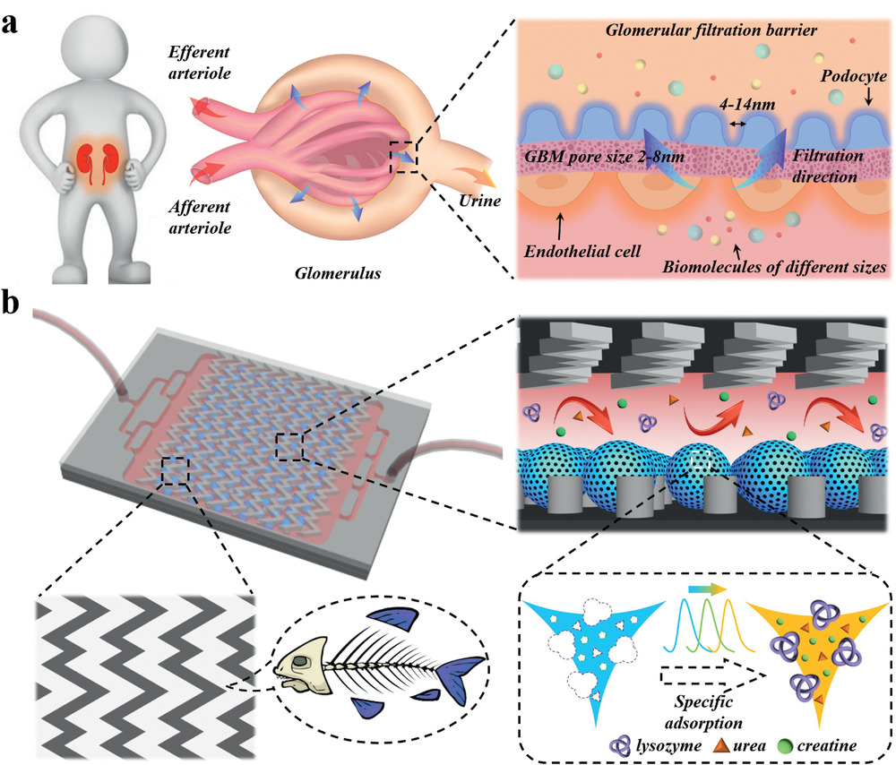 Hierarchically Molecular Imprinted Porous Particles for Biomimetic Kidney Cleaning