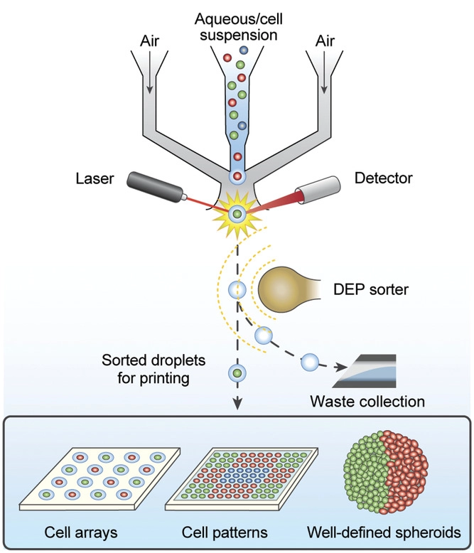 High‐Definition Single‐Cell Printing Cell‐by‐Cell Fabrication of Biological Structures