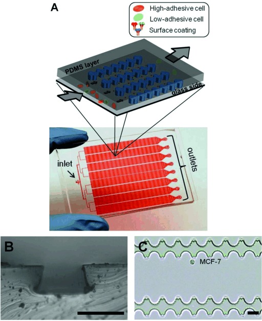 High‐Throughput, Label‐Free Isolation of Cancer Stem Cells on the Basis of Cell Adhesion Capacity