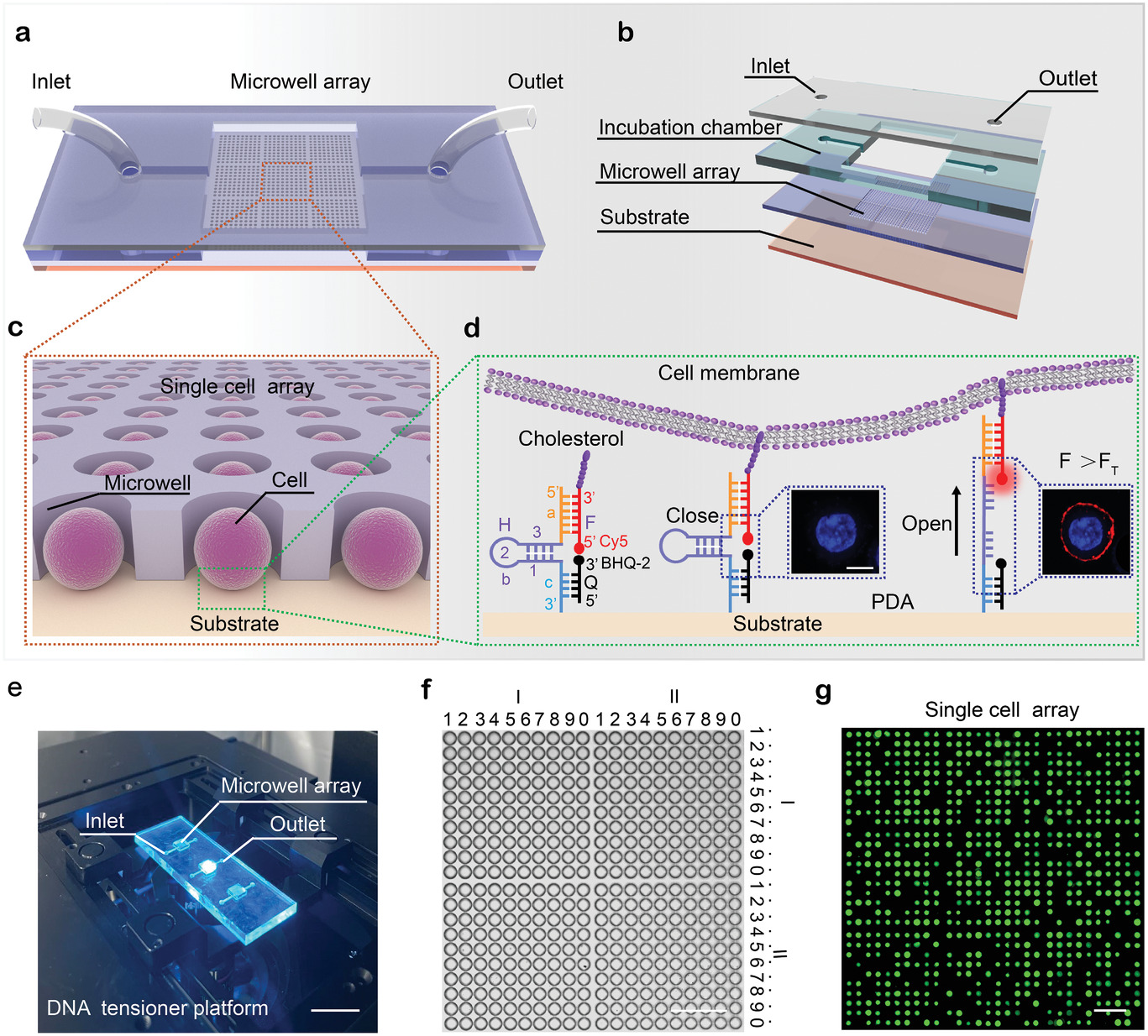 High-Throughput DNA Tensioner Platform for Interrogating Mechanical Heterogeneity of Single Living Cells