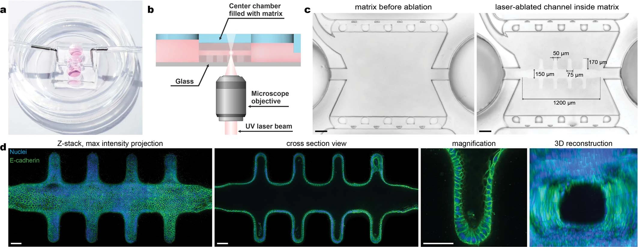 Homeostatic mini-intestines through scaffold-guided organoid morphogenesis