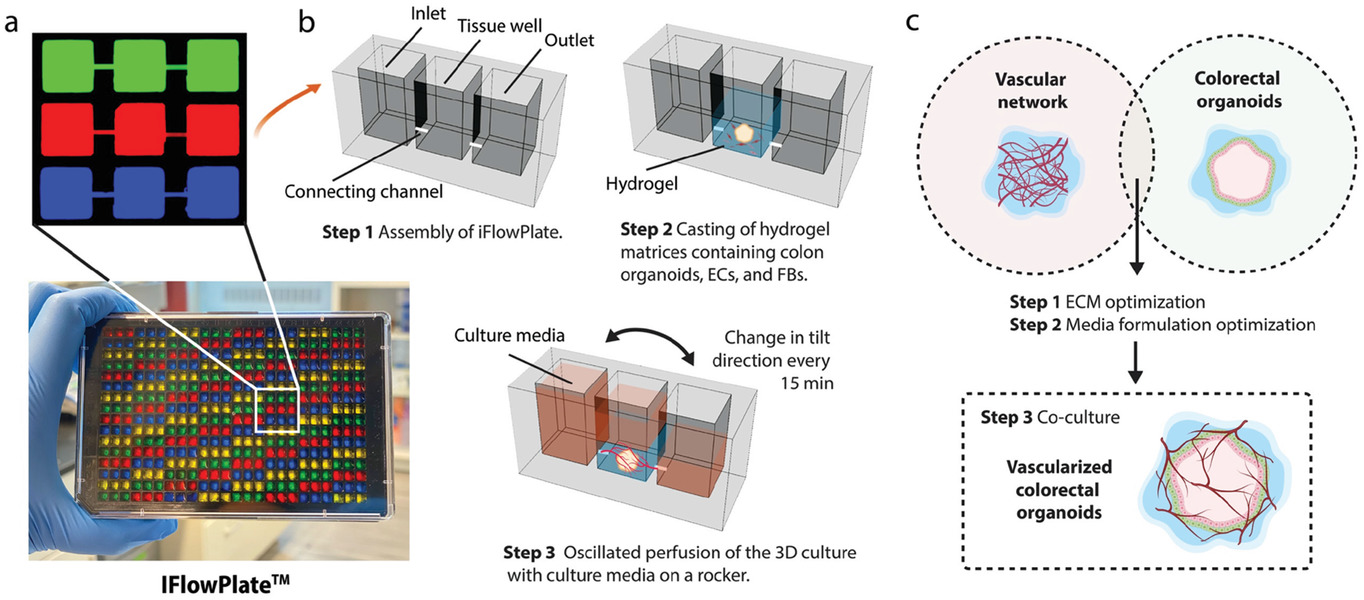 IFlowPlate—A Customized 384‐Well Plate for the Culture of Perfusable Vascularized Colon Organoids