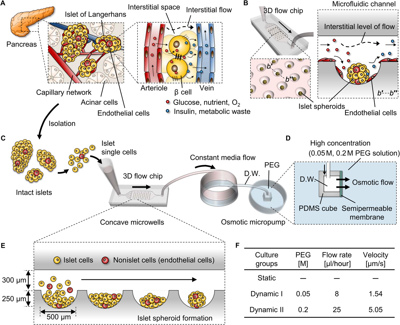 In vivo–mimicking microfluidic perfusion culture of pancreatic islet spheroids