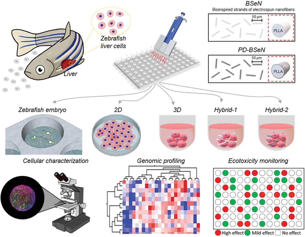 Integration of Bioinspired Fibrous Strands with 3D Spheroids for Environmental Hazard Monitoring