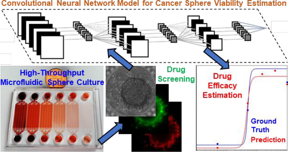 Label-Free Estimation of Therapeutic Efficacy on 3D Cancer Spheres Using Convolutional Neural Network Image Analysis