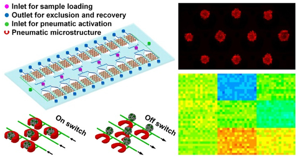 Large-Scale Antitumor Screening Based on Heterotypic 3D Tumors Using an Integrated Microfluidic Platform