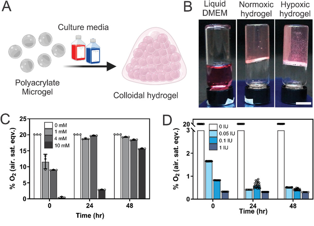 Localized Oxygen Control in a Microfluidic Osteochondral Interface Model Recapitulates Bone–Cartilage Crosstalk During Osteoarthritis