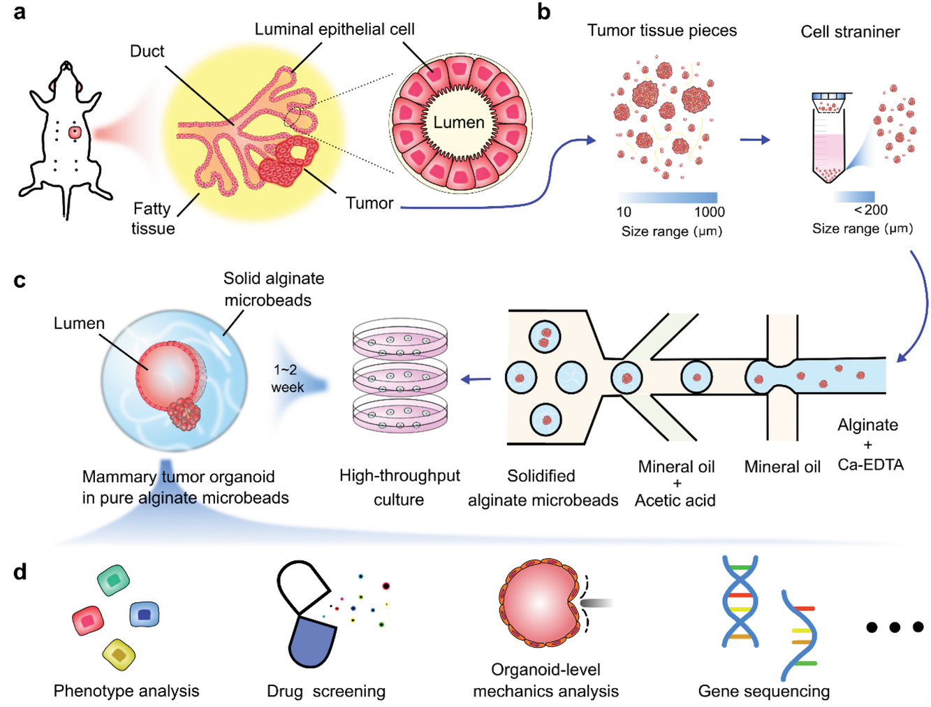 Mammary Tumor Organoid Culture in Non-Adhesive Alginate for Luminal Mechanics and High-Throughput Drug Screening