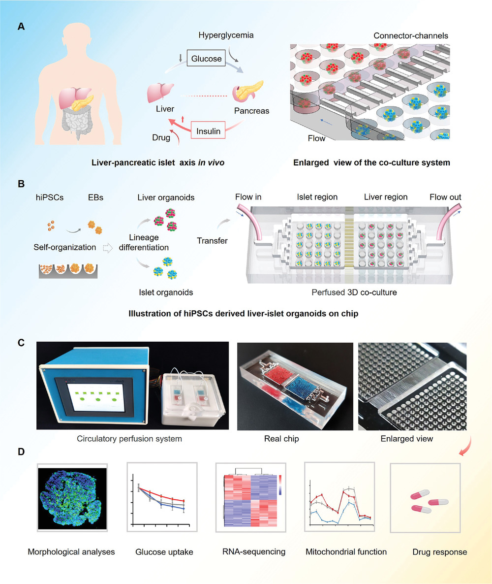 Microengineered Multi-Organoid System from hiPSCs to Recapitulate Human Liver-Islet Axis in Normal and Type 2 Diabetes