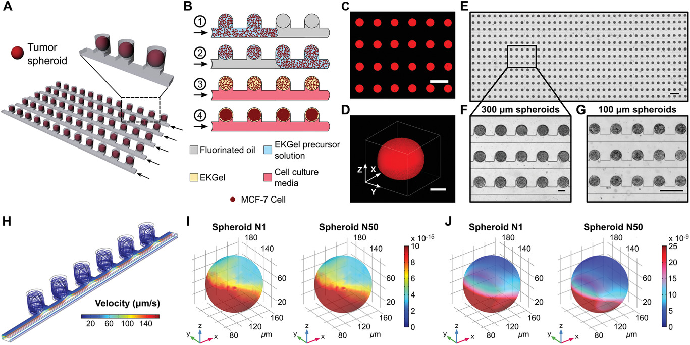 Microfluidic Arrays of Breast Tumor Spheroids for Drug Screening and Personalized Cancer Therapies