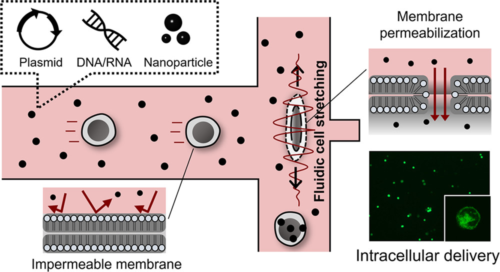 Microfluidic Cell Stretching for Highly Effective Gene Delivery into Hard-to-Transfect Primary Cells