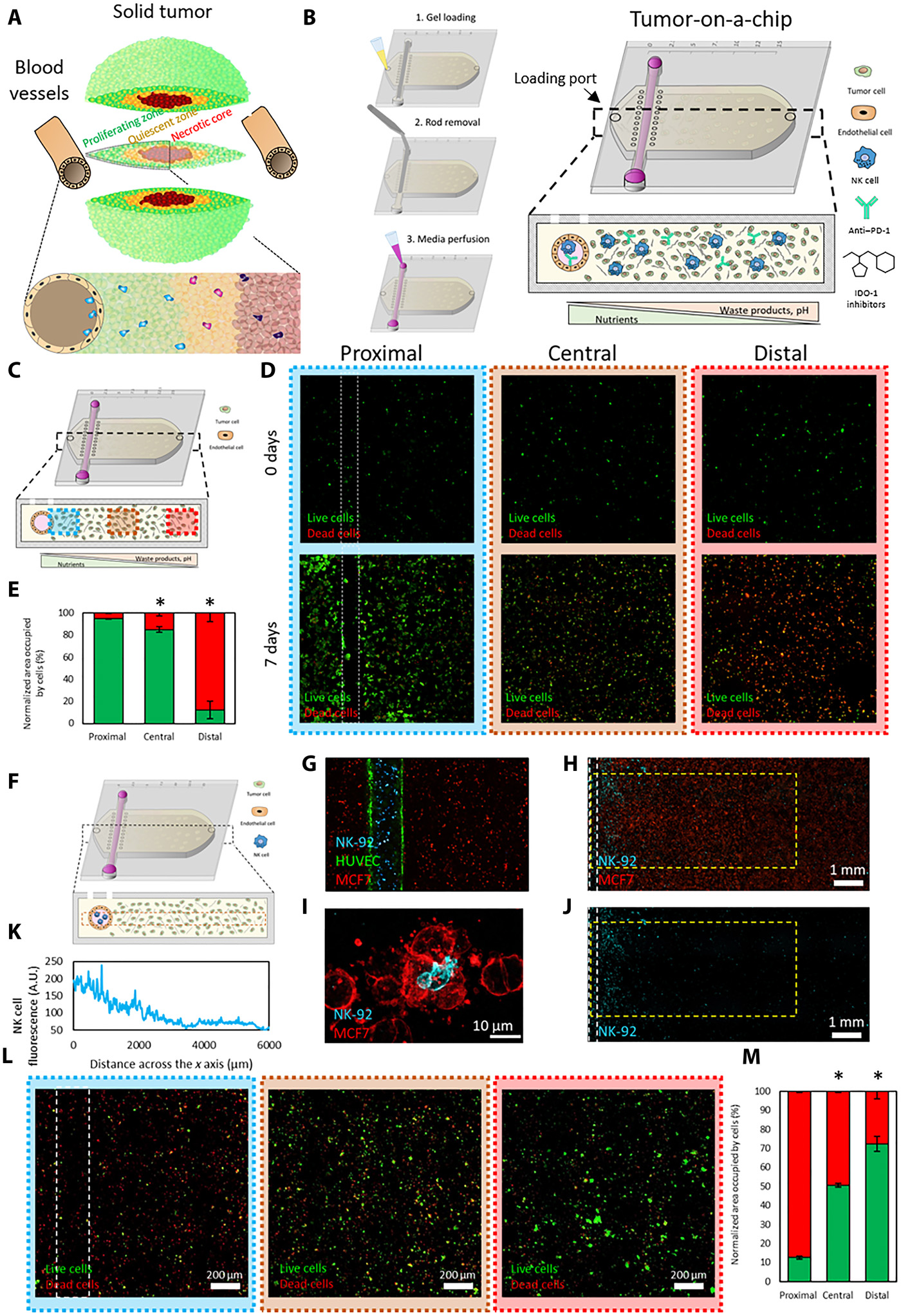 Microfluidic tumor-on-a-chip model to evaluate the role of tumor environmental stress on NK cell exhaustion