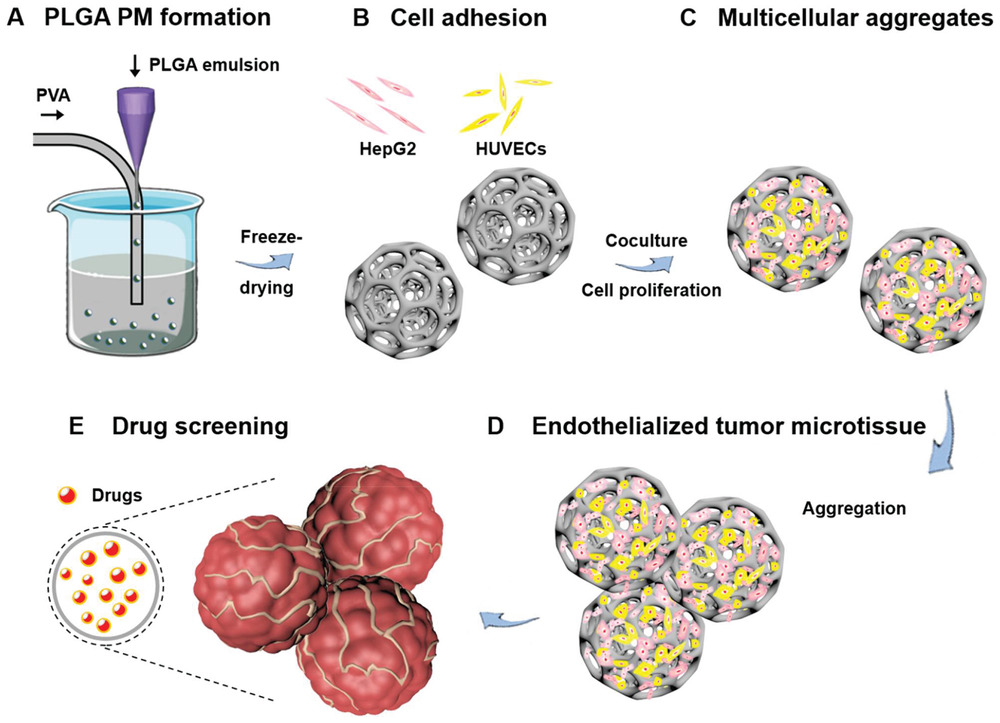 Modeling Endothelialized Hepatic Tumor Microtissues for Drug Screening