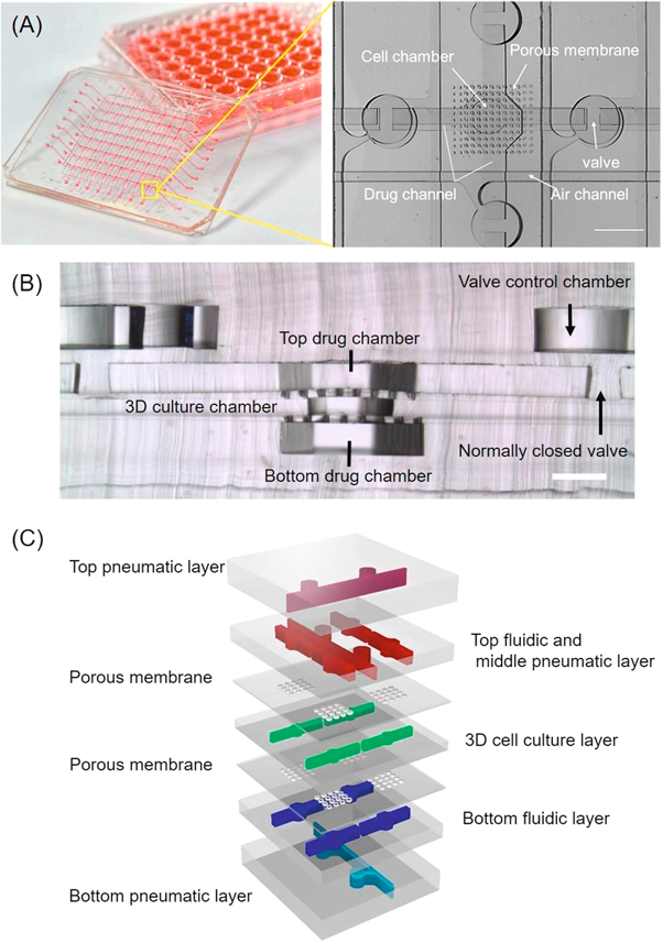 Multilayer architecture microfluidic network array for combinatorial drug testing on 3D-cultured cells