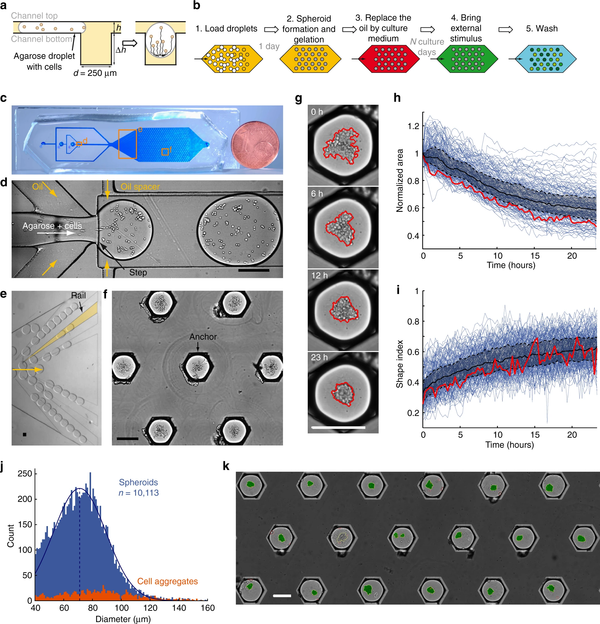 Multiscale cytometry and regulation of 3D cell cultures on a chip