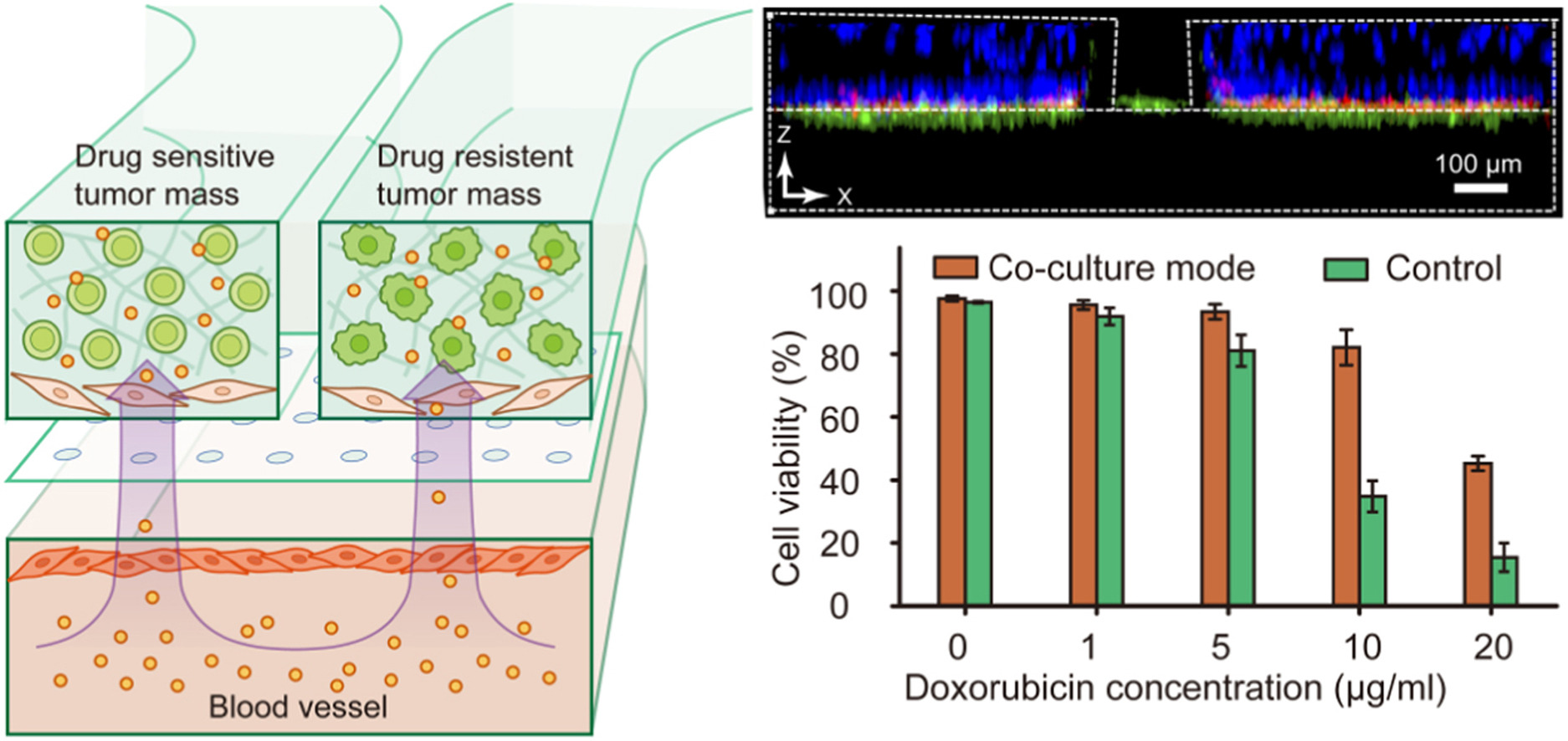 Near-physiological microenvironment simulation on chip to evaluate drug resistance of different loci in tumour mass