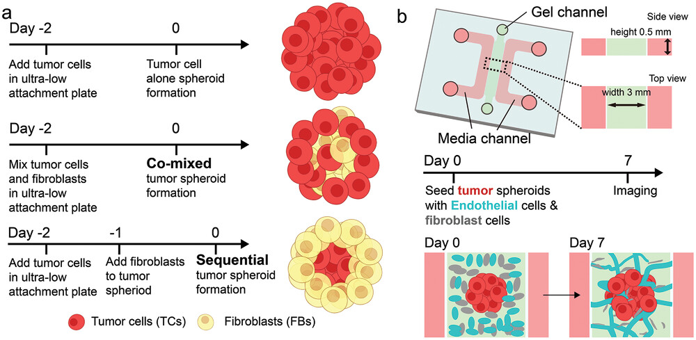 New Strategy for Promoting Vascularization in Tumor Spheroids in a Microfluidic Assay