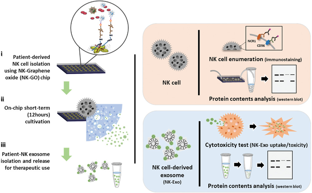 On‐Chip Biogenesis of Circulating NK Cell‐Derived Exosomes in Non‐Small Cell Lung Cancer Exhibits Antitumoral Activity