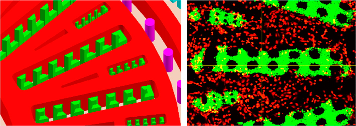 On-Chip Construction of Liver Lobule-like Microtissue and Its Application for Adverse Drug Reaction Assay