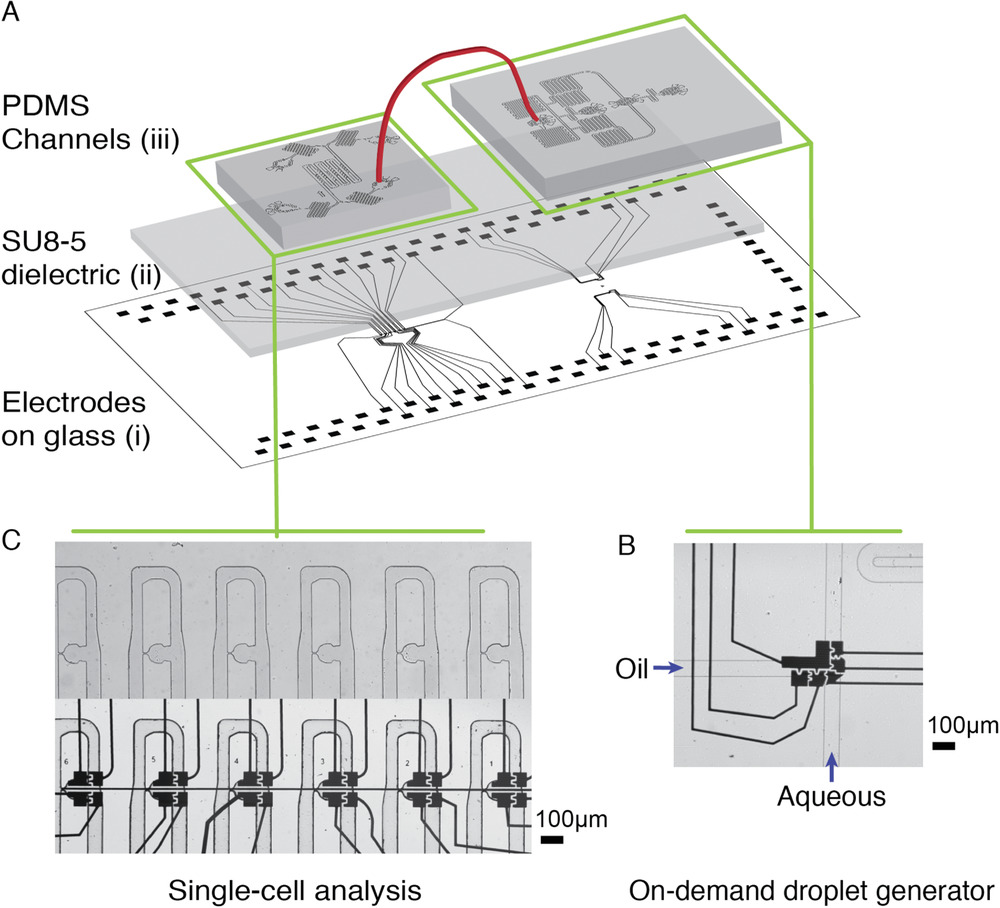 One Cell, One Drop, One Click Hybrid Microfluidics for Mammalian Single Cell Isolation