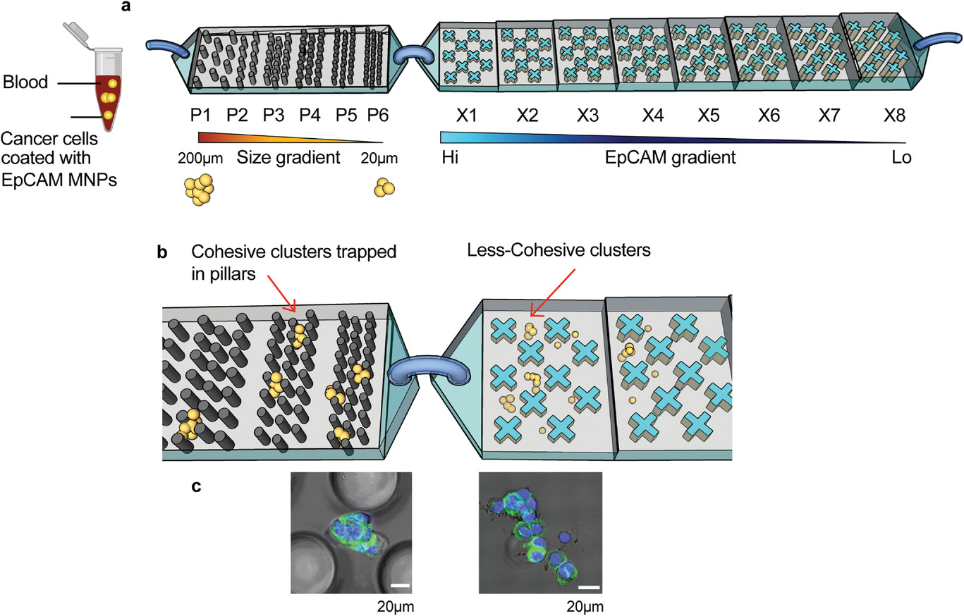 PillarX—A Microfluidic Device to Profile Circulating Tumor Cell Clusters Based on Geometry, Deformability, and Epithelial State