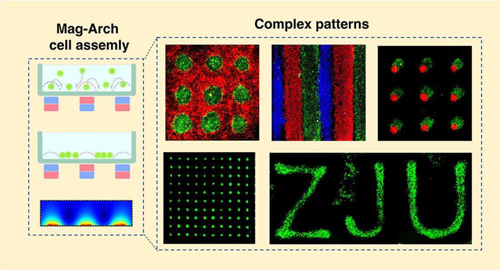 Programing Cell Assembly via Ink-Free, Label-Free Magneto-Archimedes Based Strategy