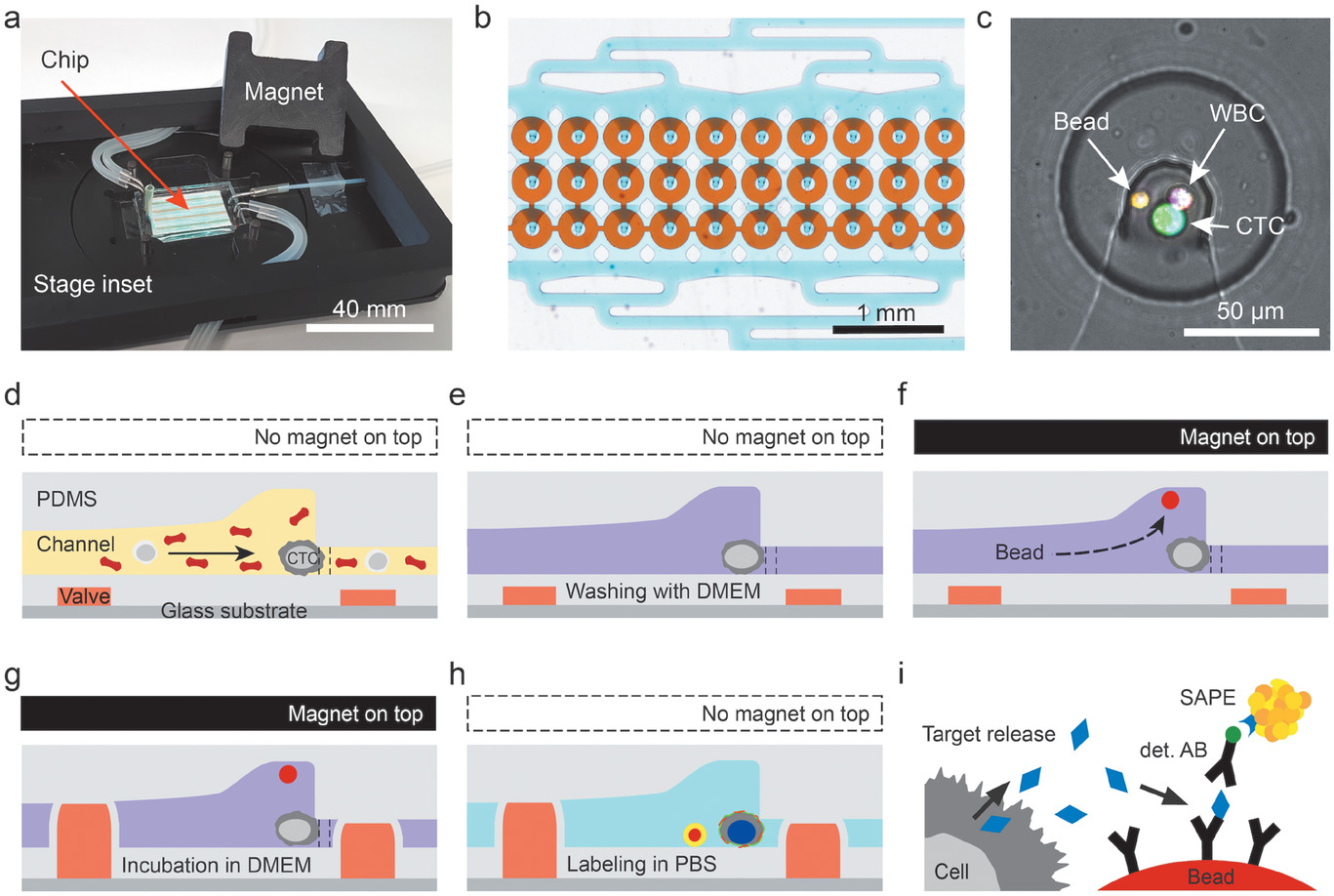 Quantification of Protein Secretion from Circulating Tumor Cells in Microfluidic Chambers