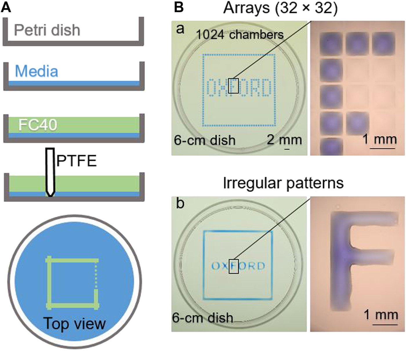 Raising fluid walls around living cells