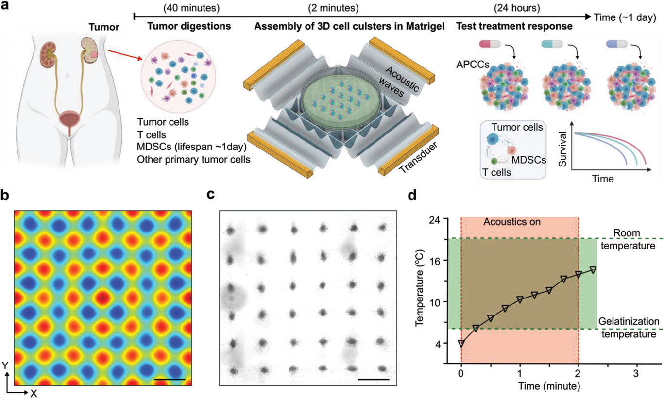 Rapid Profiling of Tumor-Immune Interaction Using Acoustically Assembled Patient-Derived Cell Clusters