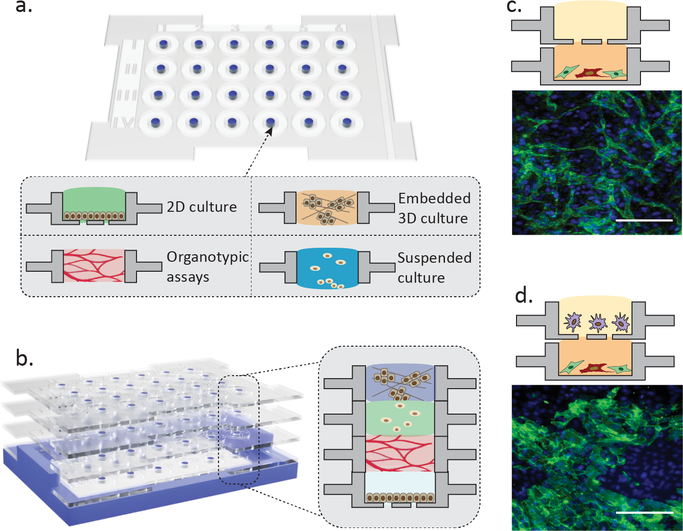 Reconfigurable open microfluidics for studying the spatiotemporal dynamics of paracrine signalling