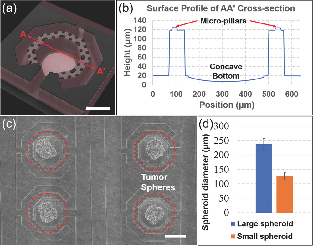 Scalable Multiplexed Drug-Combination Screening Platforms Using 3D Microtumor Model for Precision Medicine