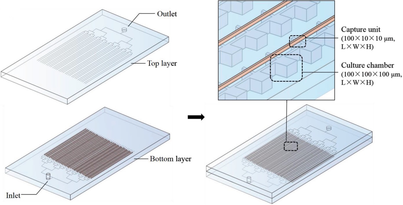 Screening Therapeutic Agents Specific to Breast Cancer Stem Cells Using a Microfluidic Single‐Cell Clone‐Forming Inhibition Assay