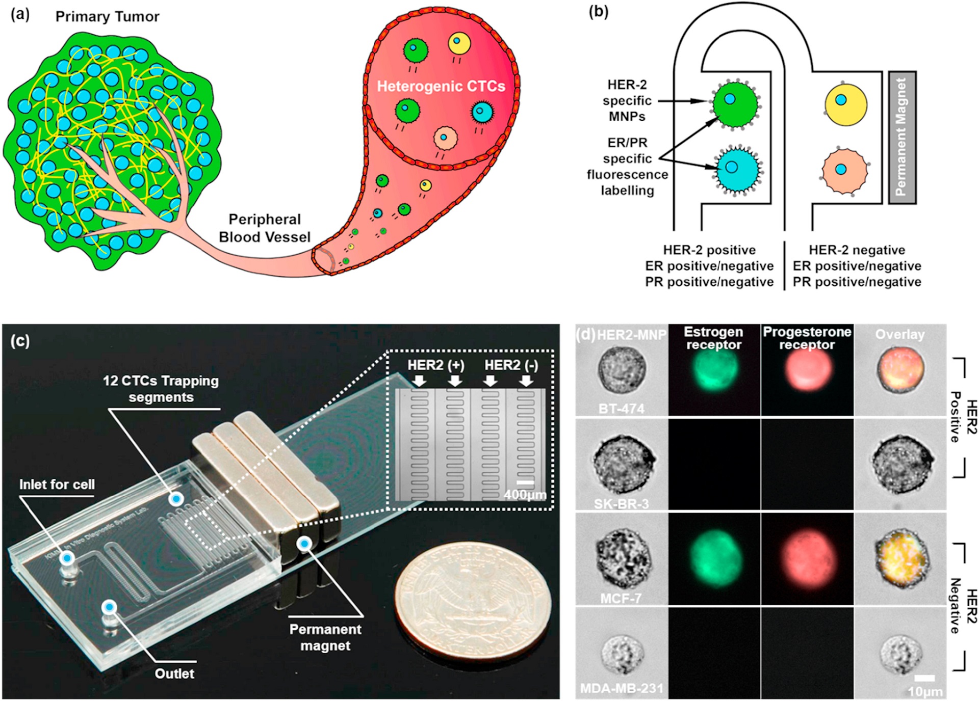 Simultaneous on-chip isolation and characterization of circulating tumor cell sub-populations