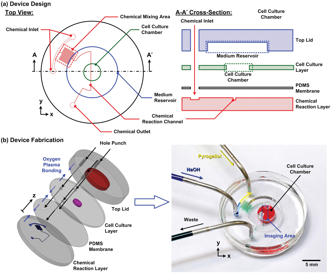 Study 3D Endothelial Cell Network Formation under Various Oxygen Microenvironment and Hydrogel Composition Combinations Using Upside‐Down Microfluidic Devices