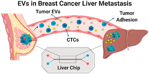 Three-Dimensional Human Liver-Chip Emulating Premetastatic Niche Formation by Breast Cancer-Derived Extracellular Vesicles