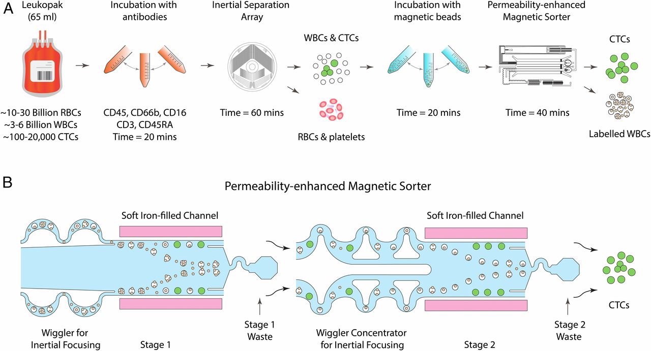 Ultrahigh-throughput magnetic sorting of large blood volumes for epitope-agnostic isolation of circulating tumor cells