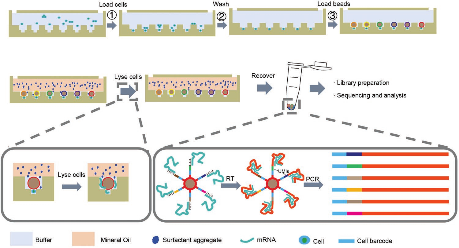 Well-Paired-Seq A Size-Exclusion and Locally Quasi-Static Hydrodynamic Microwell Chip for Single-Cell RNA-Seq