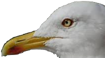 Seagull