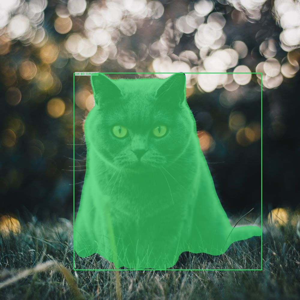Cat instance segmentation