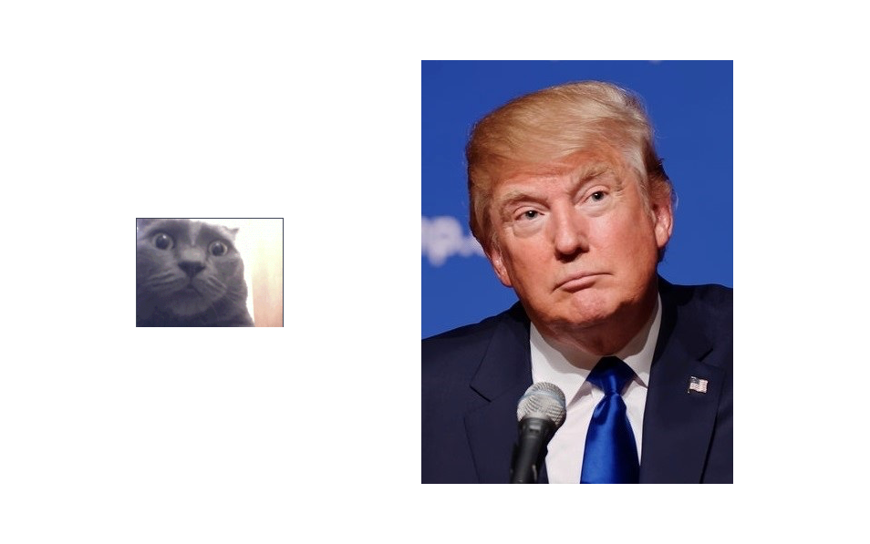 Trump-cat lookalike
