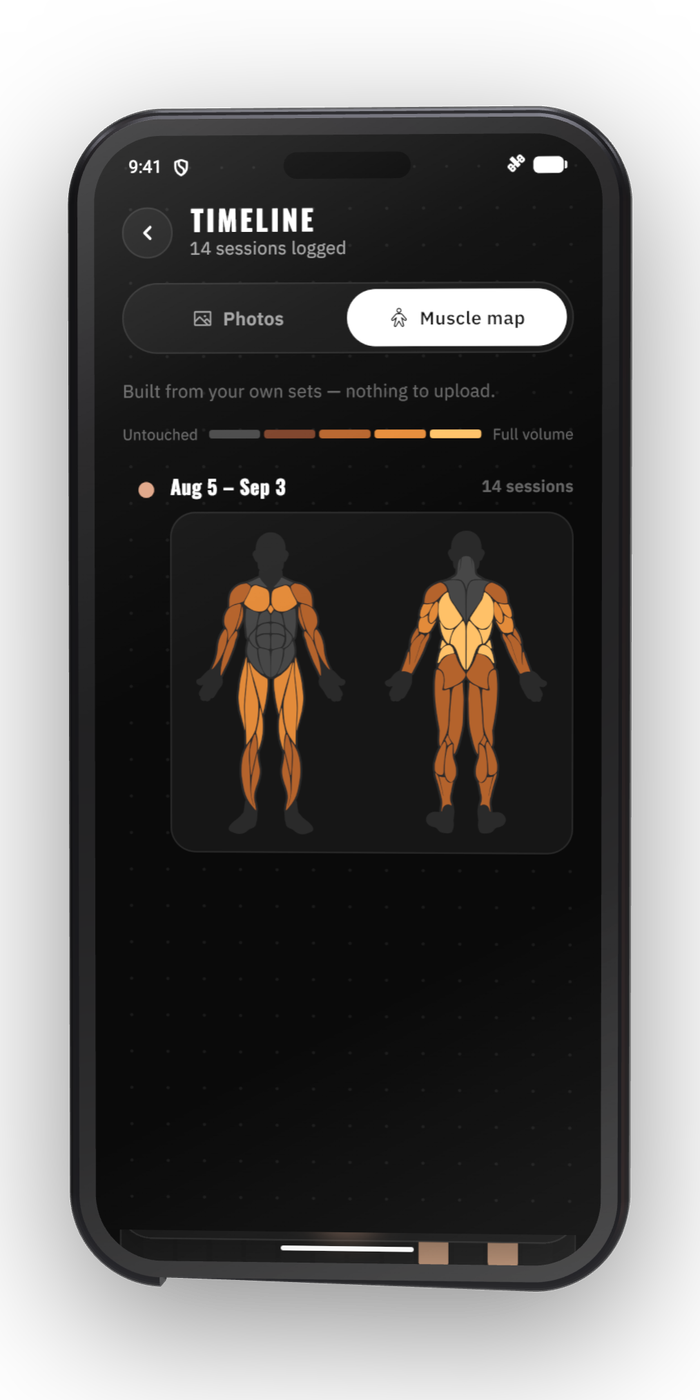 Muscle timeline
