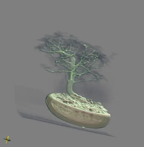 bonsai