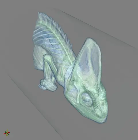 chameleon
