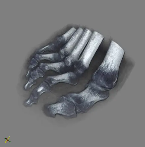 foot