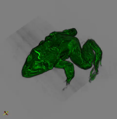 frog