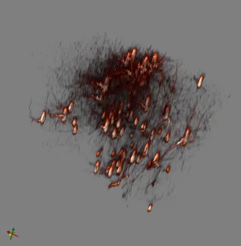marmoset_neurons