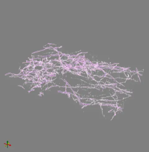 neocortical_layer_1_axons